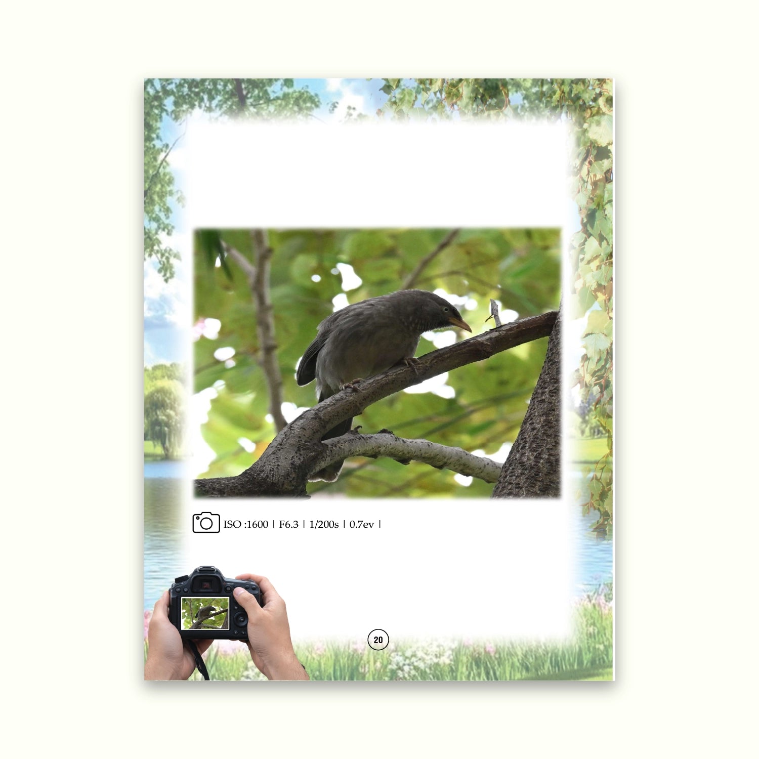 Walking with Wings and a Camera (Encounters with Birds of Aligarh)